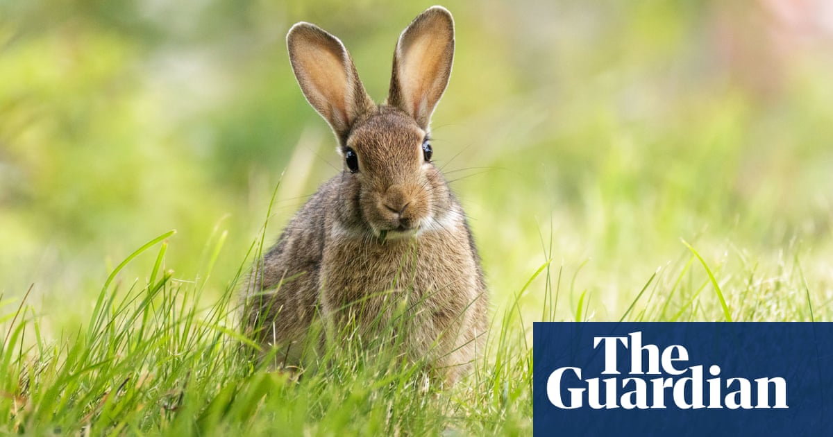 New Zealand town where Easter is all about wiping about bunnies