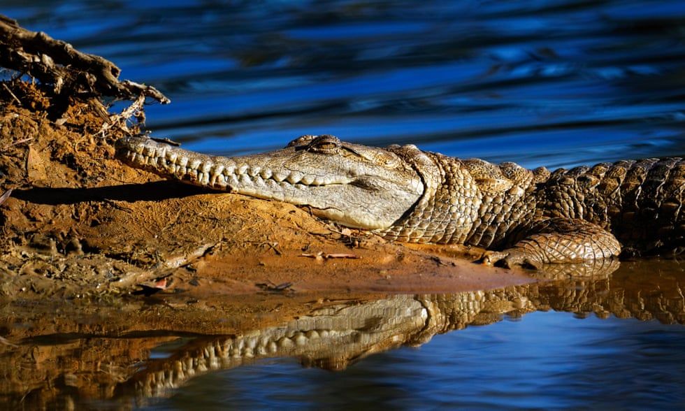 Crocs v cane toads: can crocodiles in Western Australia be taught to avoid the toxic intruder?