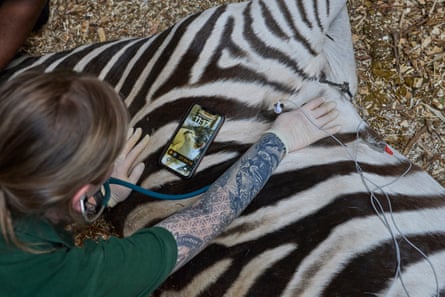 Spot the zebra has his heart rate monitored by vet nurse George Bardsley