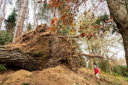 A fallen tree at Bodnant Garden in North Wales