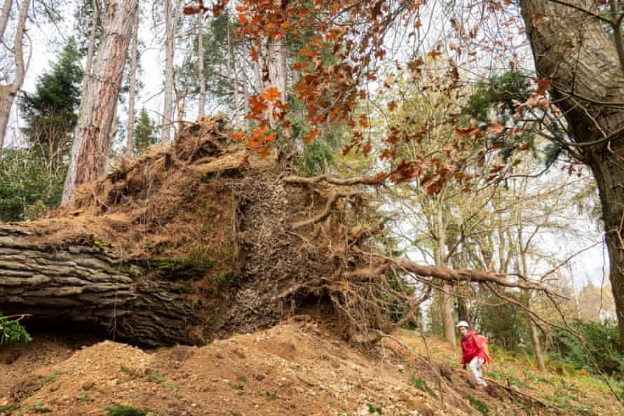 A fallen tree at Bodnant Garden in North Wales