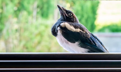 Close-up of magpie