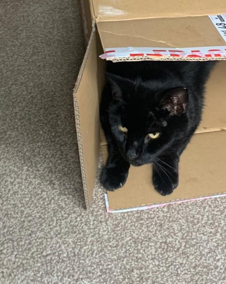 Olly in a cardboard box.