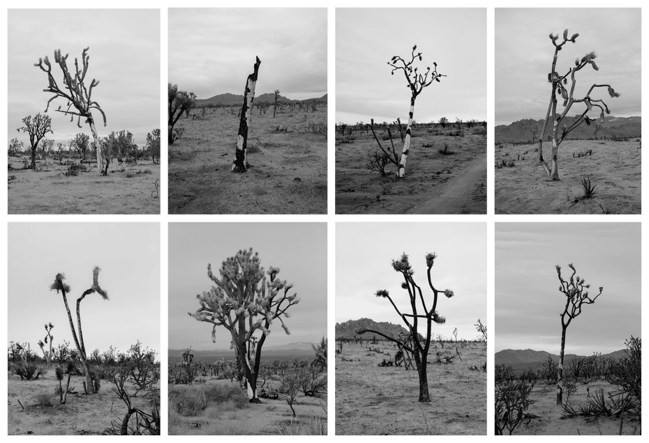 A grid of eight burned trees