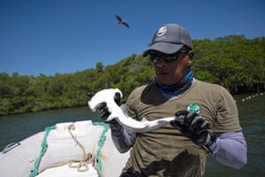 A ranger tags a baby hammerhead shark in a mangrove swamp on Santa Cruz island. Greenpeace said extending the protected area around the Galapagos ‘would remove the threat of industrial fishing fleets. It would also protect a key area of ocean that many threatened migratory species from Galapagos and adjacent marine regions must cross in order to reach key coastal habitats for pupping, nesting and feeding.’