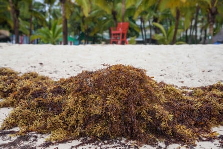 Sargassum on the sand at Juan Dolio Beach, near San Pedro de Macoris, Dominican Republic, last month.