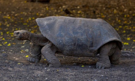 Española giant tortoise