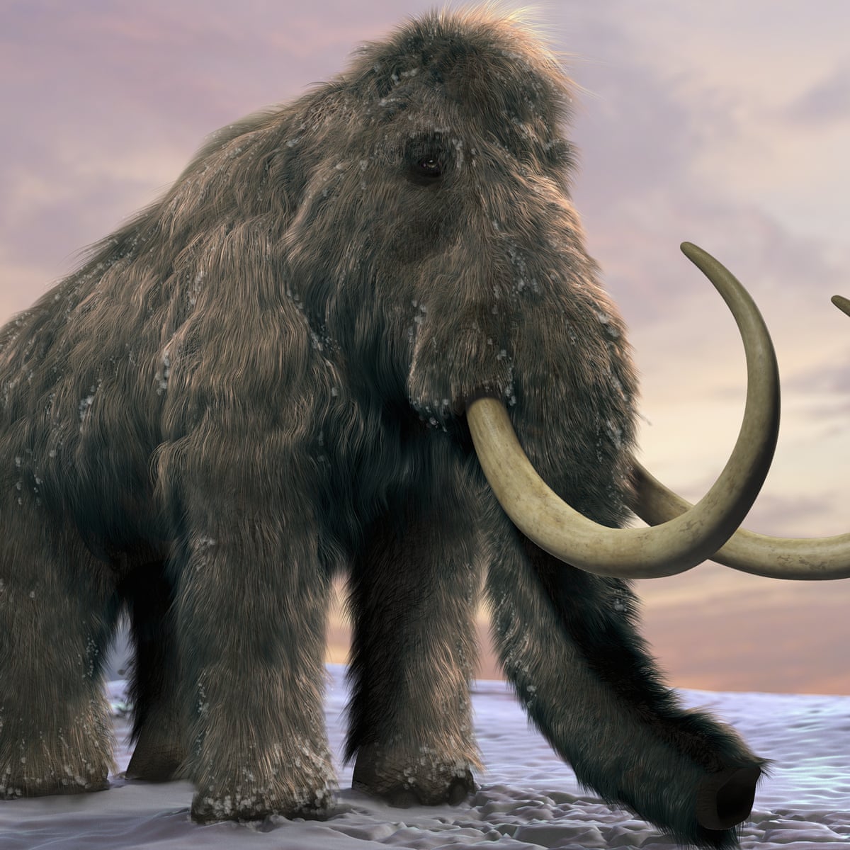 Woolly Mammoth Compared To Elephant Size