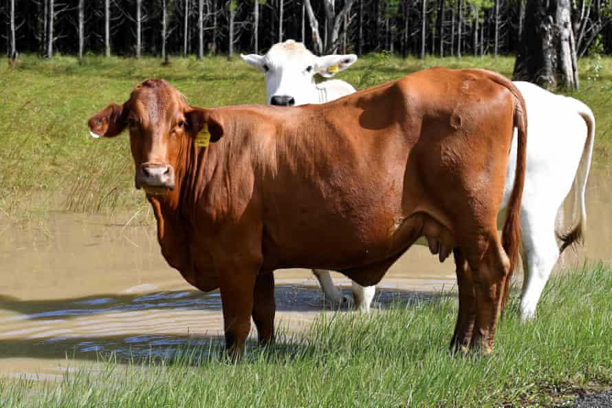 Cattle look on near an overflowing Richmond river on the outskirts of Lismore
