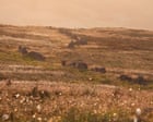 Country diary: The sense of emptiness in these driven-grouse moors stirs a deep melancholy | Mark Cocker