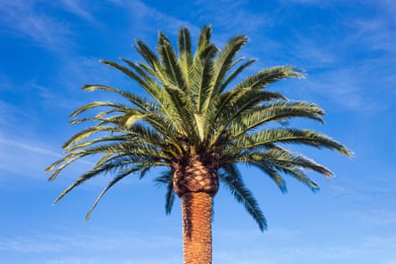 A beautiful huge palm tree against a blue sky