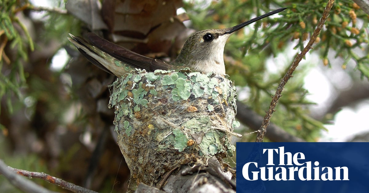 Hummingbirds Nest Near Hawks For Protection Grrlscientist