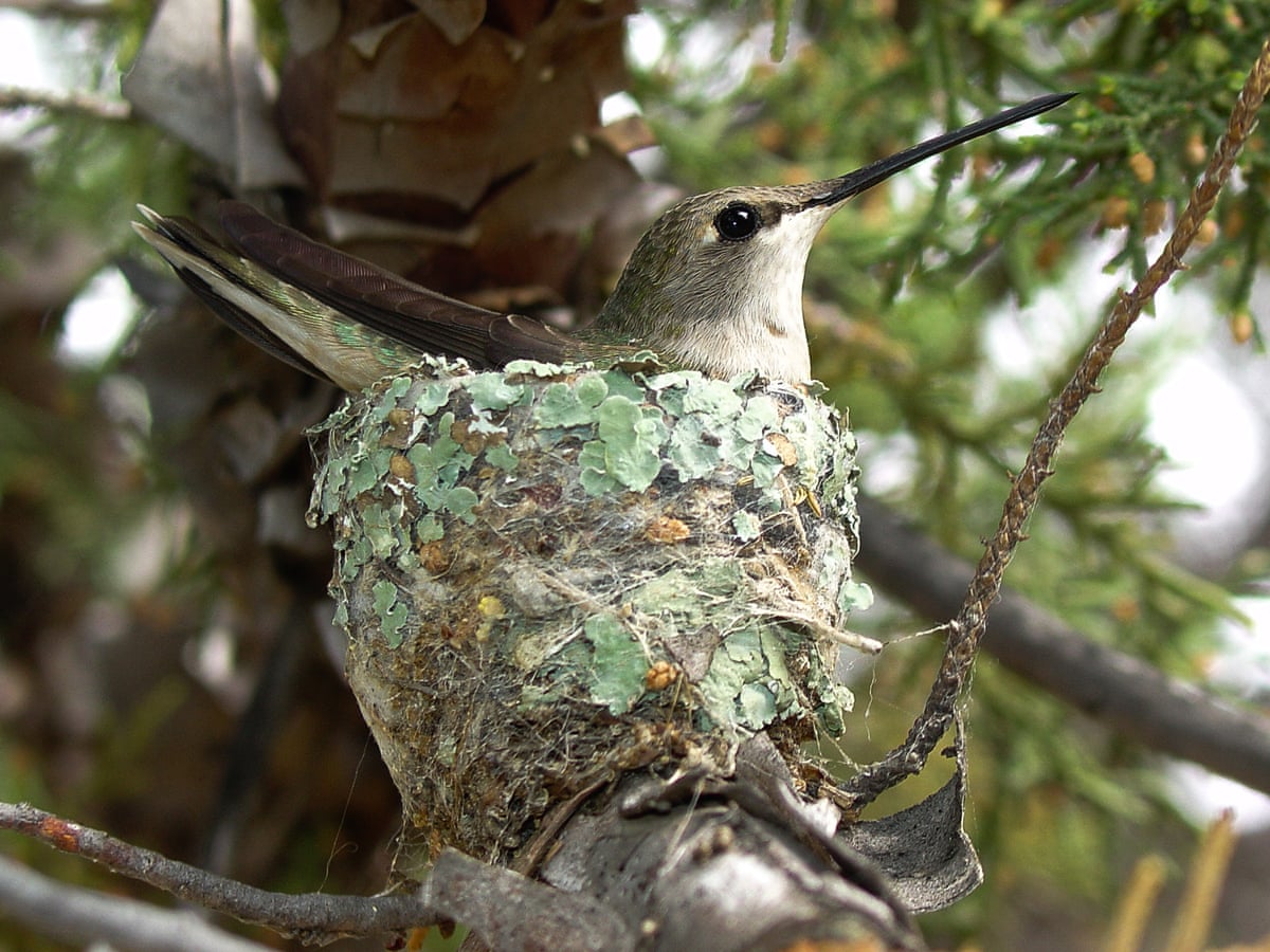 Hummingbirds Nest Near Hawks For Protection Grrlscientist