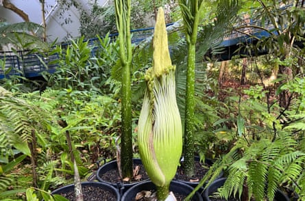 A green corpse flower in a botanic garden that has not bloomed yet