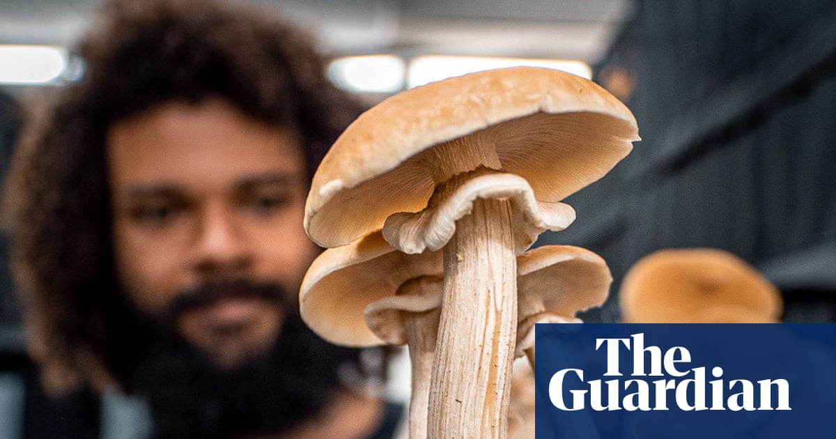 Why mushrooms are the new houseplant everybody’s growing