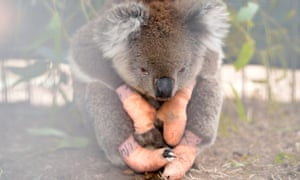 An koala injured in the bushfires sits at the Kangaroo Island Wildlife Park