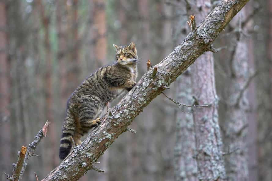 Gato salvaje escocés trepando un árbol caído.
