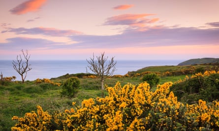 Gorse on the Lydstep headland Pembrokeshire.