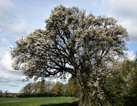 The Cubbington pear tree