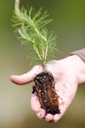 A Scots pine seedling.