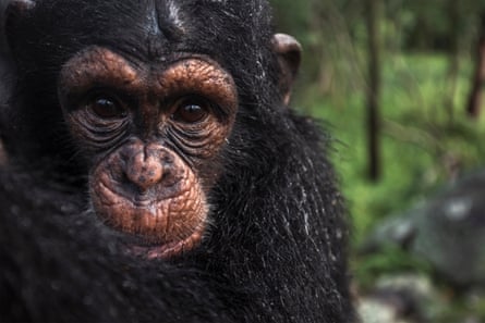 A young chimpanzee in the forest