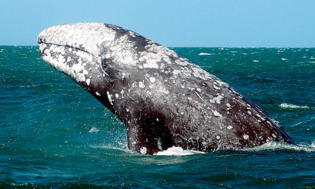 A gray whale in the Baja California peninsula.