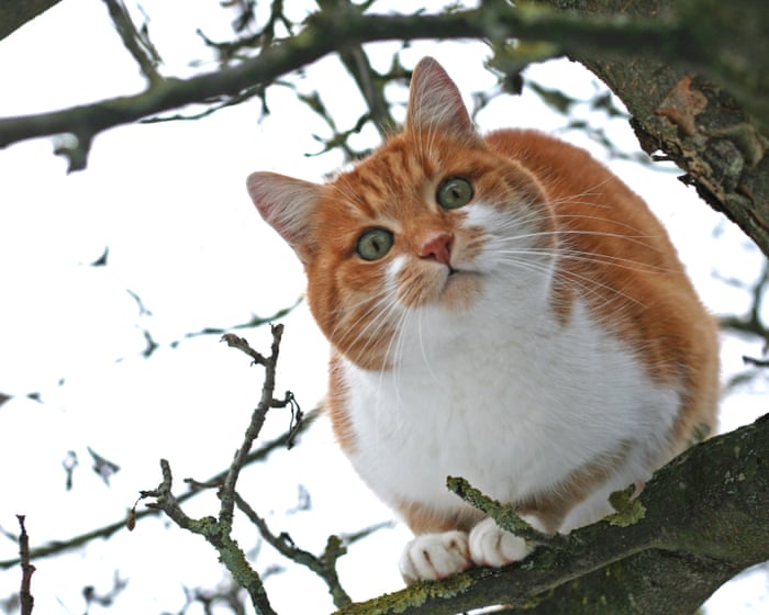 More pets being abandoned in England as food and vet bills soar, say charities