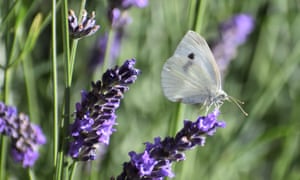 Rusana Krasteva’s photo of a small white.
