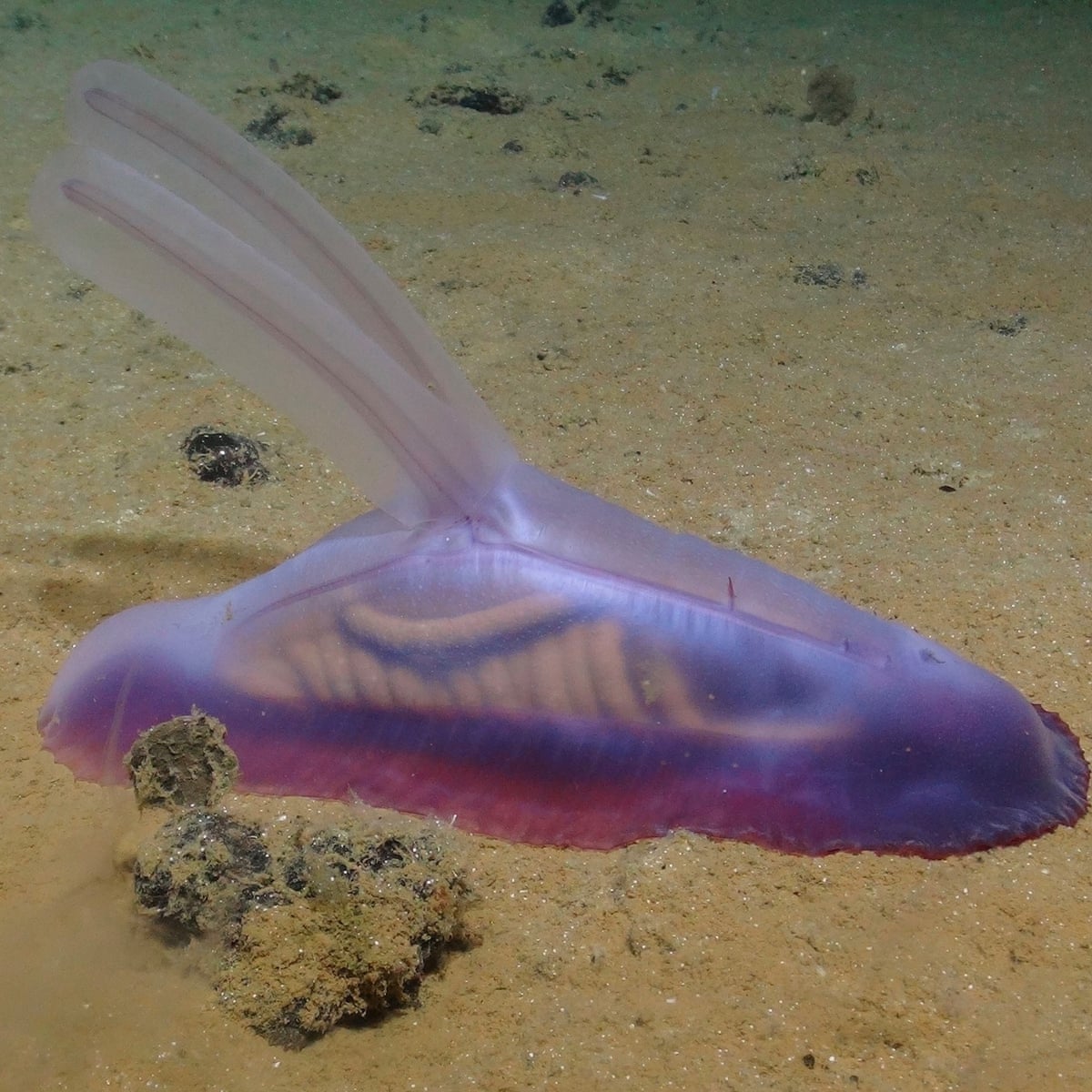 Top 10 Newly Discovered Animals - vrogue.co