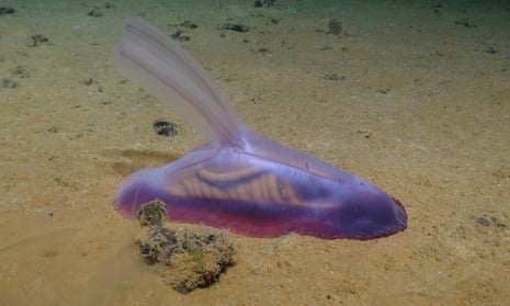 Gummy squirrel, a purple translucent sea creature, at the bottom of the ocean.