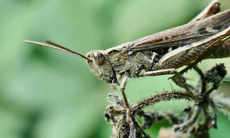 A common field grasshopper tries to blend in to his environment.