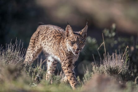 An Iberian lynx walking through long grass