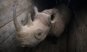 A female eastern black rhino stands inside a crate, waiting to be transported to Kenyaâs Tsavo East national park.
