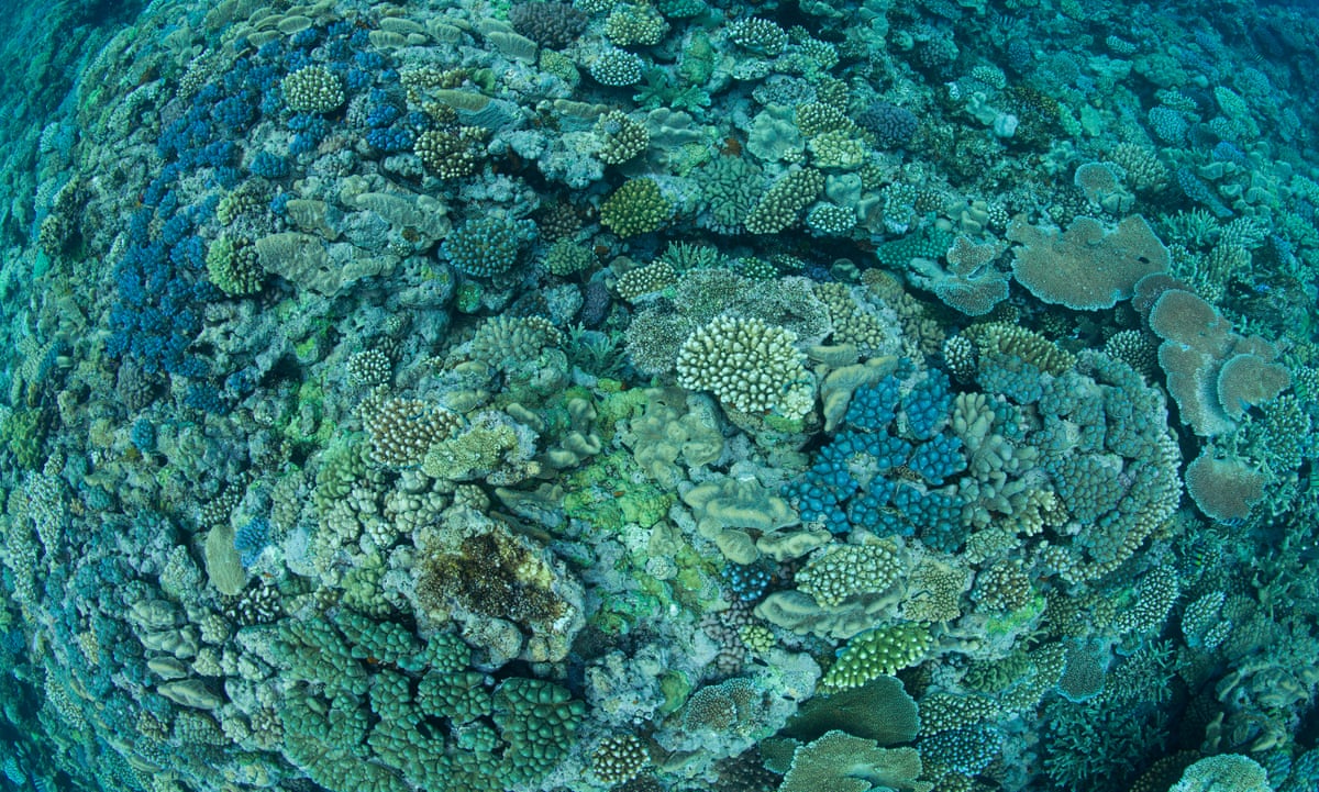 a study of coral reefs Coral reefs are the most diverse of all marine ecosystems they teem with life, with perhaps one-quarter of all ocean species depending on reefs for food and shelter this is a remarkable statistic when you consider that reefs cover just a tiny fraction (less than one percent) of the earth’s . a study of coral reefs Coral reefs are the most diverse of all marine ecosystems they teem with life, with perhaps one-quarter of all ocean species depending on reefs for food and shelter this is a remarkable statistic when you consider that reefs cover just a tiny fraction (less than one percent) of the earth’s .