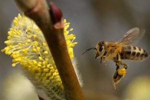 Uma abelha coleta pólen em um dia ensolarado em Jicín, República Tcheca