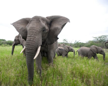 Lawrence Anthony at the Thula Thula Private Game Reserve and Sarfari Lodge in Zululand, South Africa. Lawrence led a team to save the animals and resurrect the Baghdad Zoo.