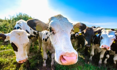 Closeup of cows in a field