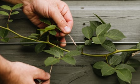 Train climbing rose stems while they are still bendy and pliable by tying carefully to horizontal wires