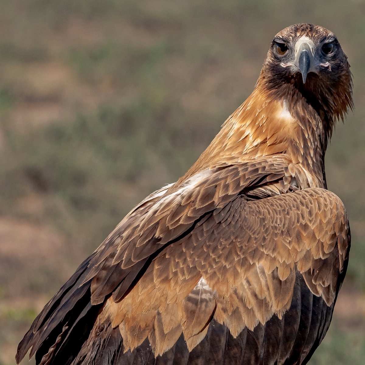 An Encounter With A Wedge Tailed Eagle Filled Me With Awe And A Sense Of Danger Australian Bird Of The Year 2021 The Guardian An Encounter With A Wedge Tailed Eagle Filled Me With Awe And A Sense Of Danger Australian Bird Of The Year 2021 The Guardian