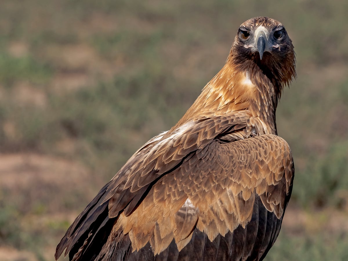 An encounter with a wedge-tailed eagle filled me with awe and a sense of danger | Australian bird of the year (2021) | The Guardian