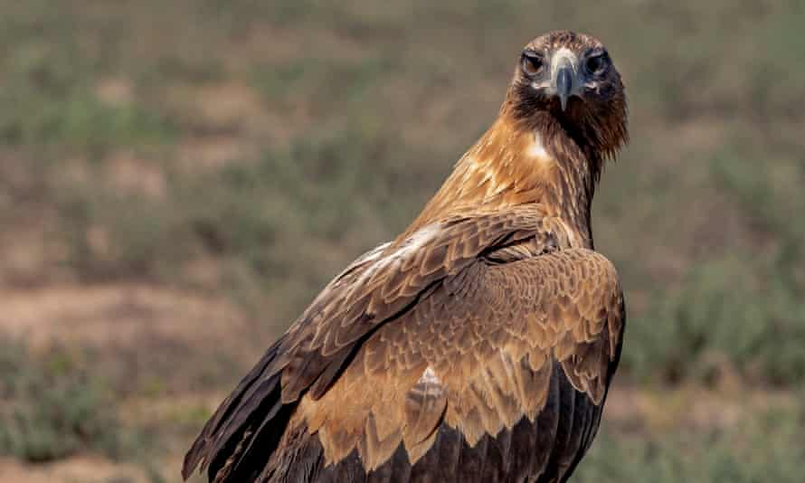 a wedge-tailed eagle