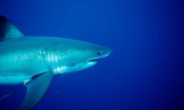 A teenager was attacked by a shark in WA's south while surfing with her father on Monday afternoon. Photograph: Ullstein Bild/ullstein bild via Getty Images  