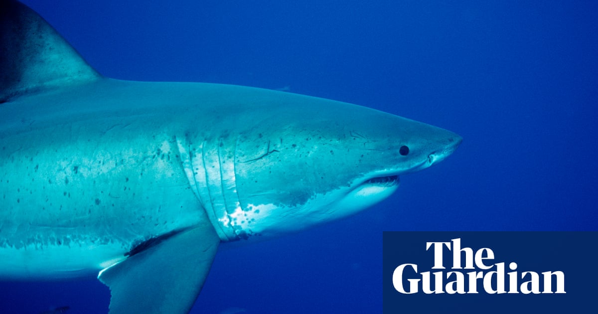 Shark Attack Suspected After Woman Bitten At Fitzroy Island Near