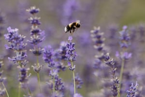 A bee pollinates lavender as the harvest starts at Castle Farm in Eynsford, UK. Castle Farm, based in Shoreham, Kent is the largest lavender producer in the UK, growing and harvesting over 100 acres annually
