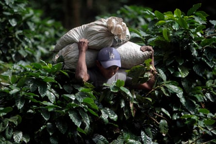 A coffee picker carries sacks of coffee cherries at a plantation in El Crucero in Nicaragua.