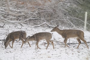 Deer walk across a snow-covered hill by Loch Raven reservoir in Glen Arm, US