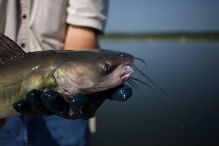 Catfish Harvesting At Kyser Aquaculture FarmA fisherman from Harvest Select Catfish company displays a catfish that was fished out of a pond on an aquaculture farm in Uniontown, Alabama, U.S., on Friday, July 10, 2015.