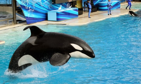 An orca at SeaWorld in San Diego