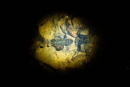 A spotlight is cast over a female dwarf spiny crayfish.