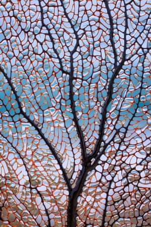 A sea fan on the island of Aruba, dipped in seawater creating tiny seawater lenses